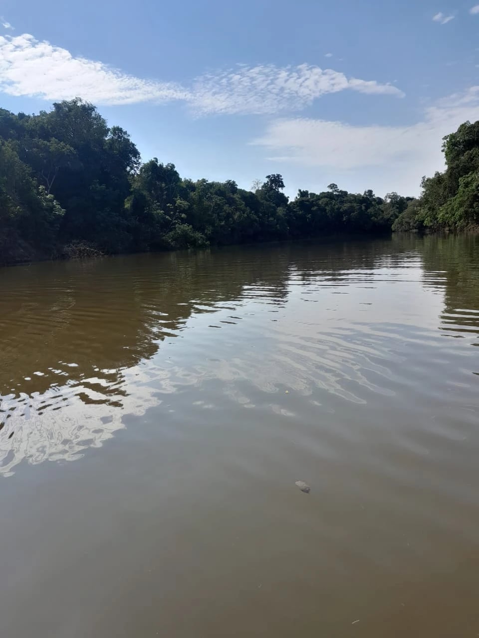 Ativo Rural Estratégico – 550 Hectares na Amazônia - 1